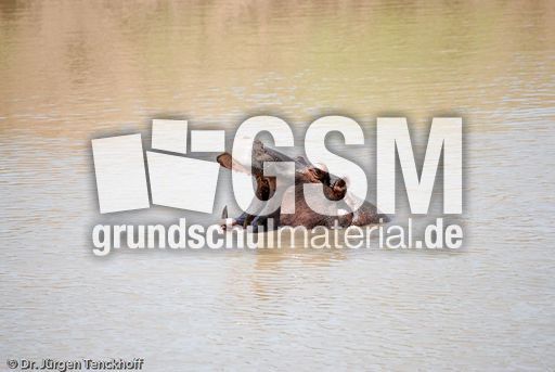 Flusspferd (41 von 104).jpg